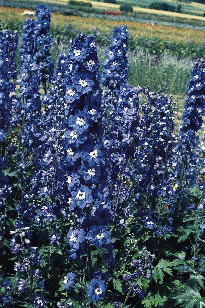 DELPHINIUM GIGANTE PACIFIC BLU OCCHIATO BIANCO NR.1000 - Foto 2